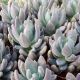 PACHYPHYTUM VIRIDE, image 