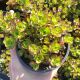 SEDUM SPURIUM, image 