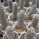 TEPHROCACTUS ARTICULATUS INERMIS, image 