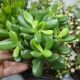 CRASSULA HOBBIT, image 