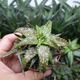 ALOE SOMALIENSIS, image 