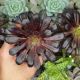 AEONIUM ARBOREUM VAR. ATROPURPUREUM CV. SCHWARZKOPF, image 