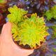 AEONIUM X BARBATUM, image 