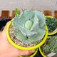 AGAVE POTATORUM V. JAPAN, image 