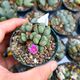 CONOPHYTUM CORDATUM, image 