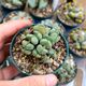 CONOPHYTUM IGNIFLORUM, image 