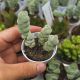 CRASSULA PLEGMATOIDES, image 