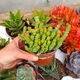 CRASSULA RUPESTRIS HOTTENTOT, image 