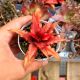 CRYPTANTHUS RED STAR, image 