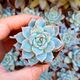 ECHEVERIA BLUE BIRD, image 