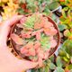 ECHEVERIA BRIAR ROSE CRESTATA, image 