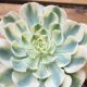 ECHEVERIA COMPTON CAROUSEL, image 