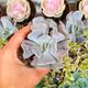 ECHEVERIA CUBIC FROST, image 