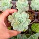 ECHEVERIA GREEN JOY, image 