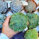 ECHEVERIA LEMON ROSE CRISTATA, image 