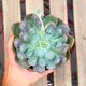 ECHEVERIA RAINDROPS, image 