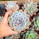 ECHEVERIA SNOW BUNNY, image 