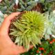 ECHEVERIA AGAVOIDES CRISTATA, image 