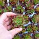 ECHEVERIA AGAVOIDES LIPSTICK, image 