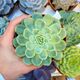 ECHEVERIA ELEGANS, image 