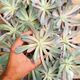 ECHEVERIA HOVEYI VARIEGATA, image 