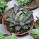 ECHEVERIA PURPUSORUM WHITE FORM, image 