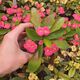 EUPHORBIA MILII PINK CADILLAC, image 