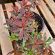 EUPHORBIA POLYCHROMA BONFIRE, image 