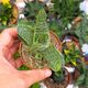 GASTERIA LITTLE WARTY, image 