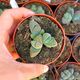 GIBBAEUM ALBUM, image 