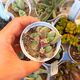 GIBBAEUM DISPAR, image 