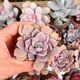 GRAPTOVERIA DEBBIE, image 