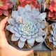 GRAPTOVERIA LULU, image 