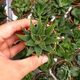 HAWORTHIA ATTENUATA, image 