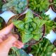 HAWORTHIA CYMBIFORMIS, image 