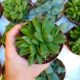 HAWORTHIA CYMBIFORMIS HYBRID, image 