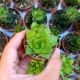 HAWORTHIA CYMBIFORMIS HYBRID, image 