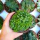 HAWORTHIA CYMBIFORMIS V. OBTUSA, image 