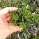 HAWORTHIA FASCIATA HYBRID, image 