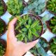 HAWORTHIA FASCIATA HYBRID, image 