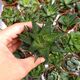 HAWORTHIA LIMIFOLIA, image 