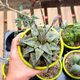 HAWORTHIA RETUSA, image 