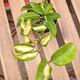 HOYA CARNOSA TRICOLOR, image 