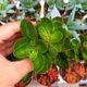 KALANCHOE HYBRID, image 