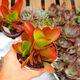 KALANCHOE HYBRID, image 