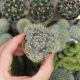 MAMMILLARIA PROLIFERA SUBS. HAITENSIS, image 