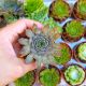 SEMPERVIVUM ROSE QUEEN, image 