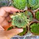 SEMPERVIVUM TECTORUM, image 