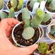 TRICHOCEREUS BRIDGESII MONSTROSUS, image 