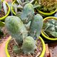 TRICHOCEREUS BRIDGESII MONSTROSUS, image 